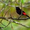 Tangara zpevna - Ramphocelus passerinii - Scarlet-rumped Tanager o5300